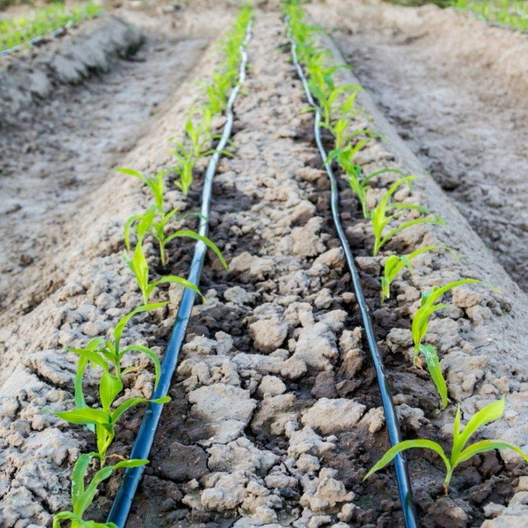 1 Hectare Drip Hose Reel Irrigation Flat Tape Drip Irrigation System Pipes Agriculture Farm Irrigation System Drip Tape