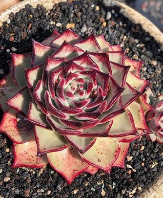 Garden Decorated with Natural Volcanic Rocks, Aquarium Decorated with Clean Volcanic Rocks