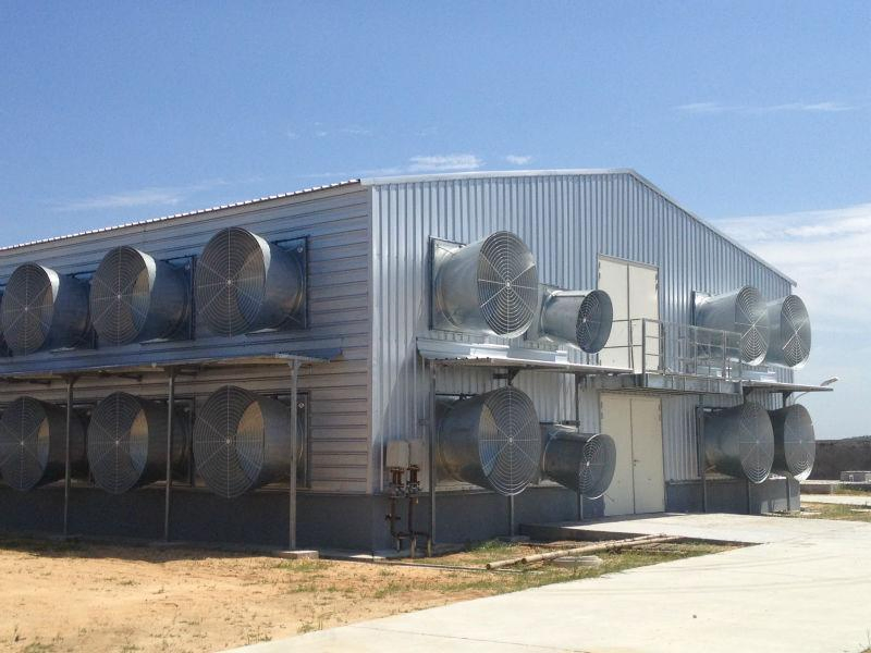 Well Ventilated Poultry Farm Chicken House
