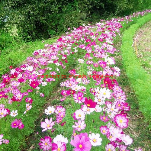 Coreopsis Seeds Mixed Color for Garden Planting