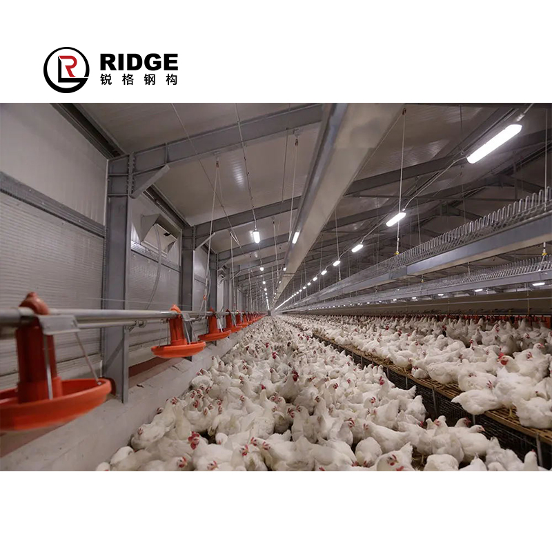 Steel Structure Prefab Chicken Cow House Design Shed Poultry Farm