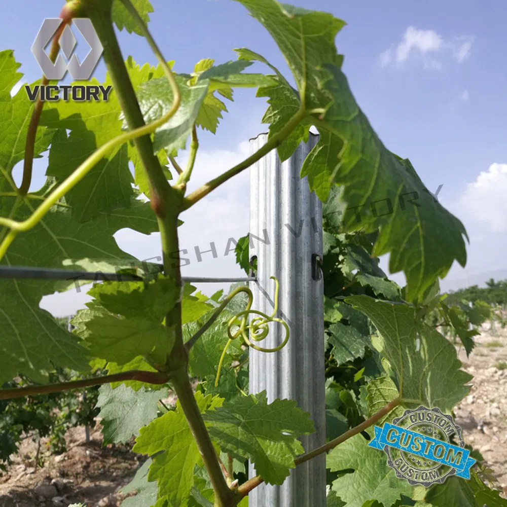 Premium Steel Trellis Post for Enhanced Vineyard Stability