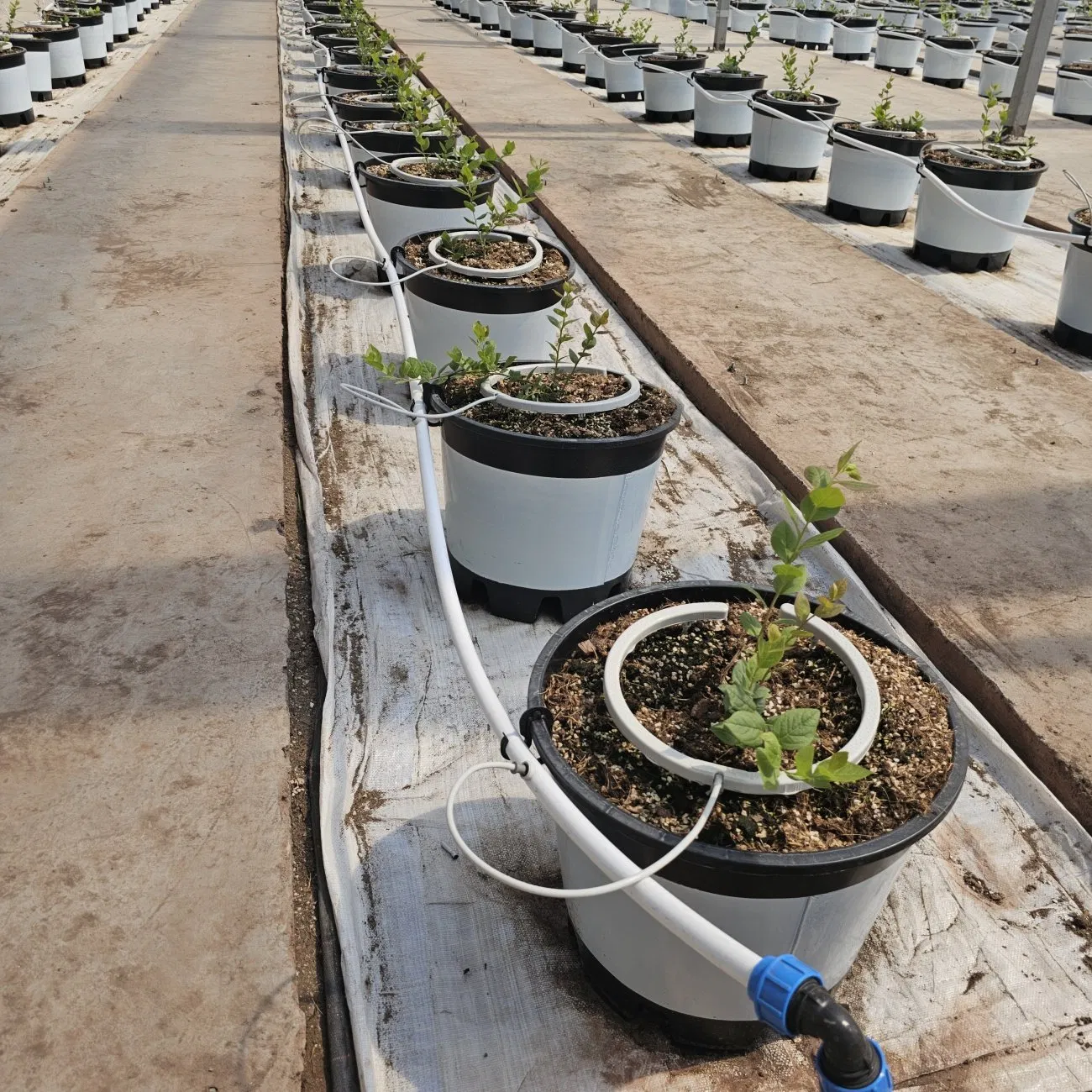 White Grass Proof Cloth for Greenhouse, White Woven Cloth for Reflective Ground Cloth, Horticultura