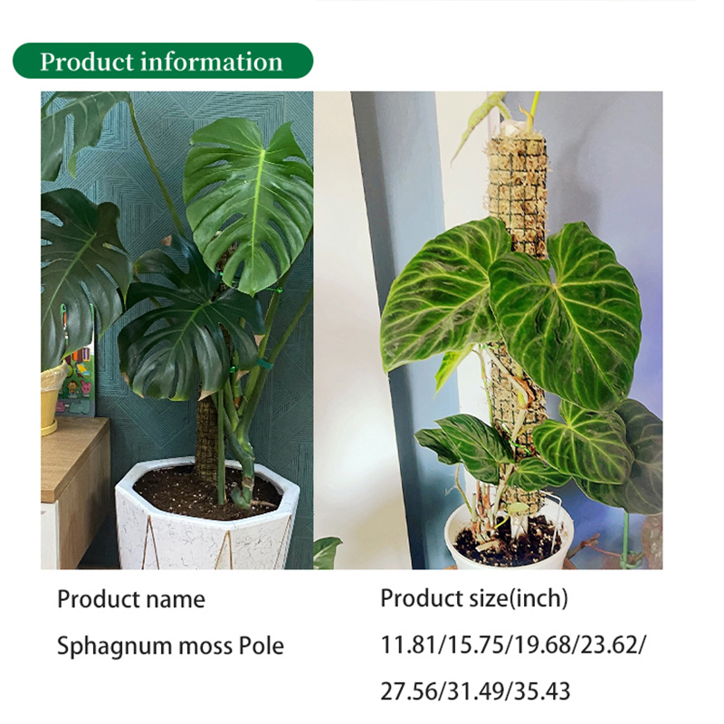 Stackable Green Sphagnum Moss Support Pole for Alocasia Tropical Climbing Plants