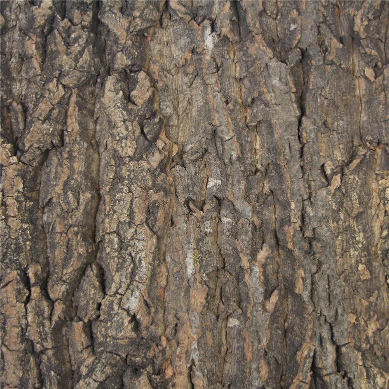 Natural Oak Tree Bulk Virgin Cork Bark Natural for Reptiles