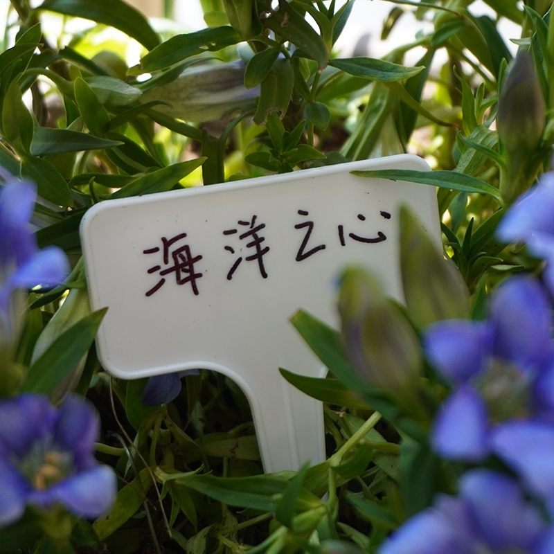 Eco-Friendly Plastic Plant Tags for Home and Garden Use