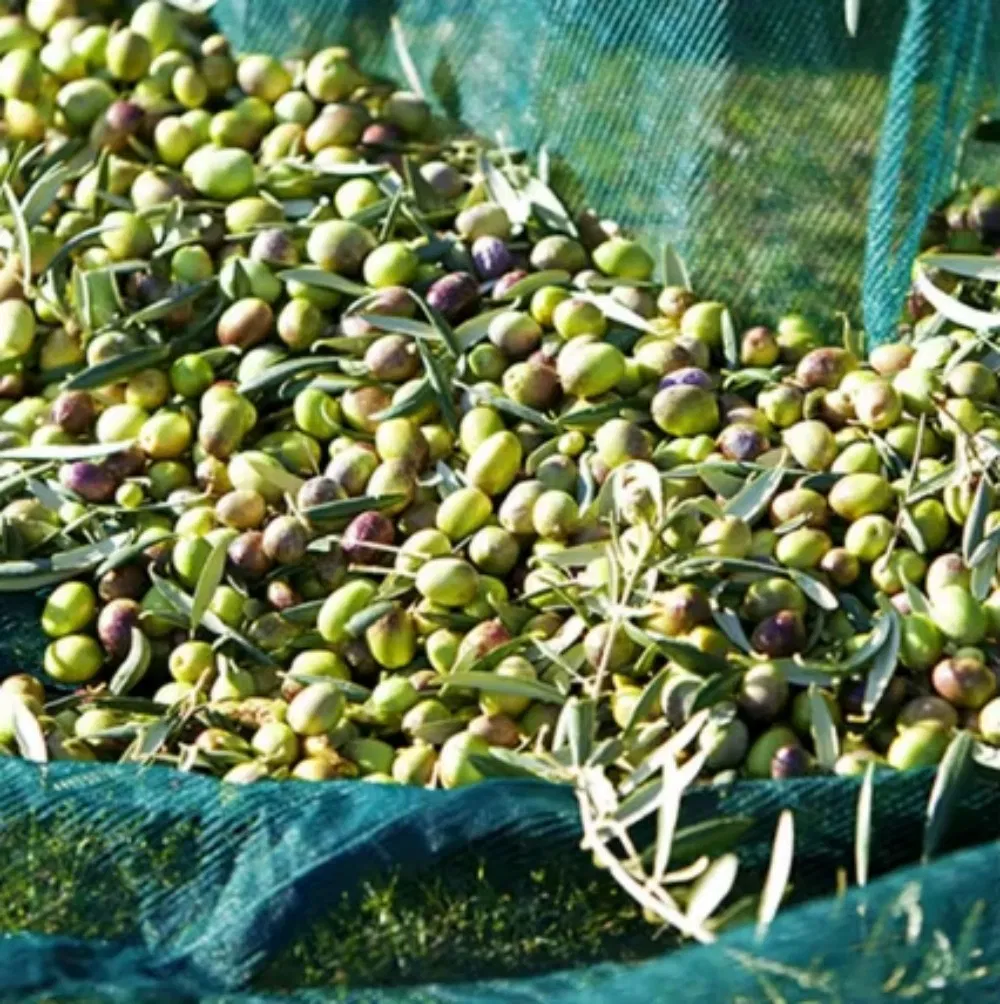 Olive Collection Net Mesh Olives Harvest Netting Popular 4X8m Green HDPE Mono Olive Net for Harvest