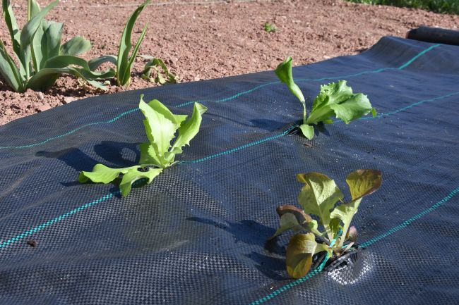 Weedmat with Square Marking Line