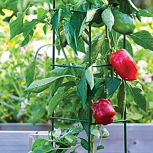 Plastic Coated Metal Flower Plants Trellis for Climbing