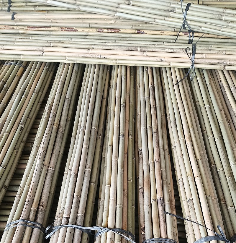 Tonkin Bamboo Is The Strongest Species of Bamboo