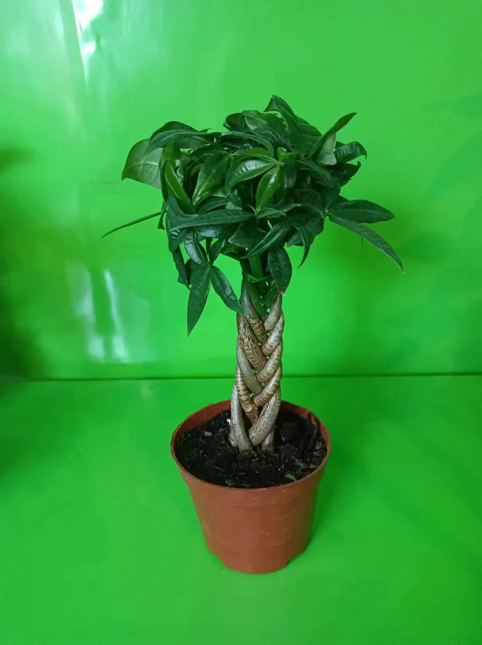 Pachira Aquatica Live Small Bonsai Wholesale Nursery Plants