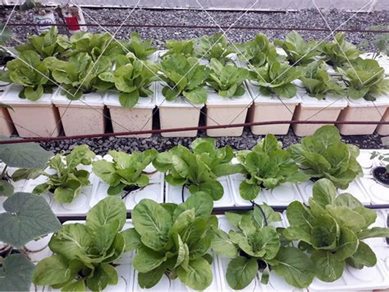 Complete Garden Hydroponic Tomato Dutch Bucket Grow System Dutch Bucket Hydroponics Growing System