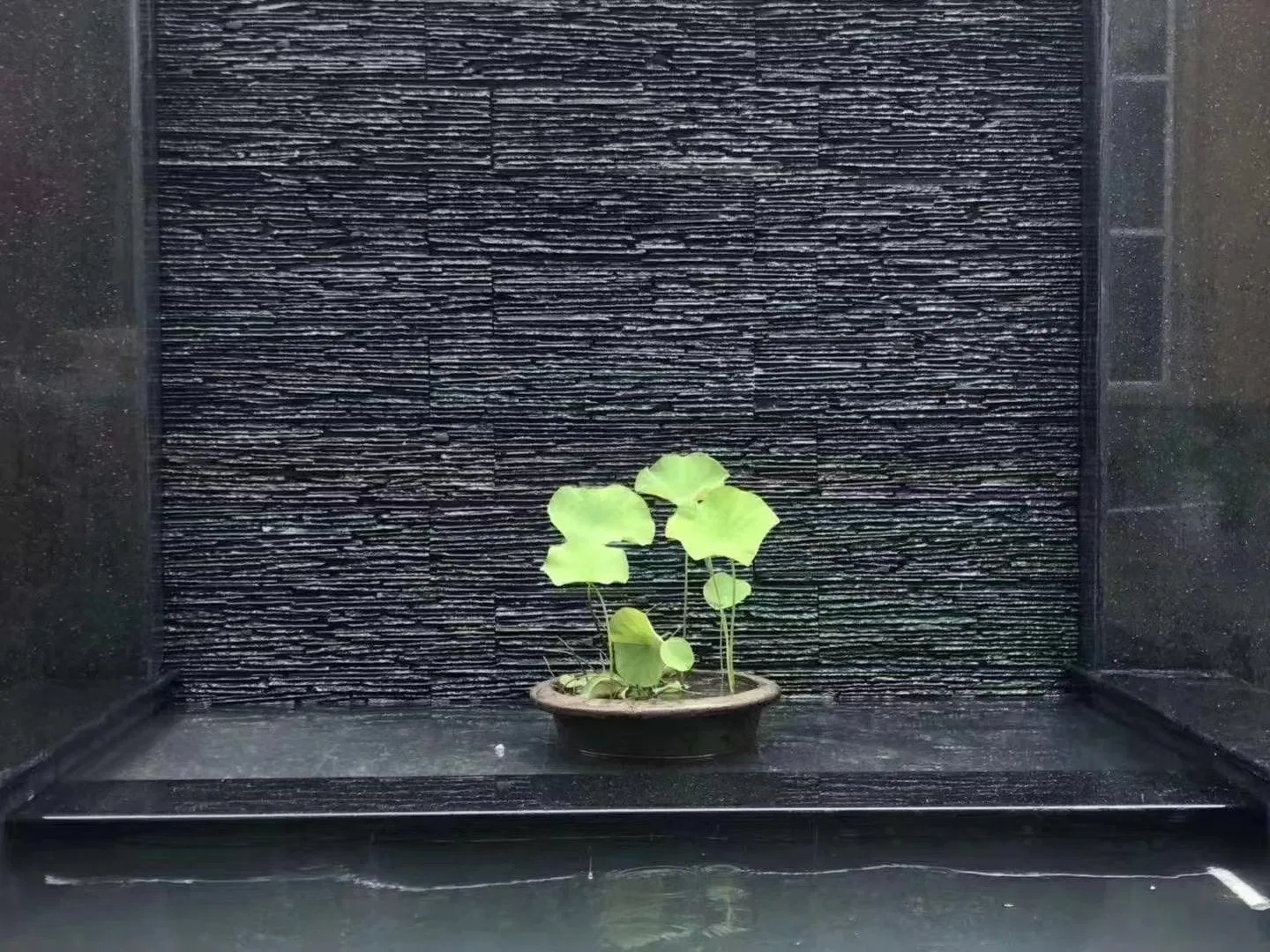 Wooden Vein Slate Culture Stone for Wall Cladding