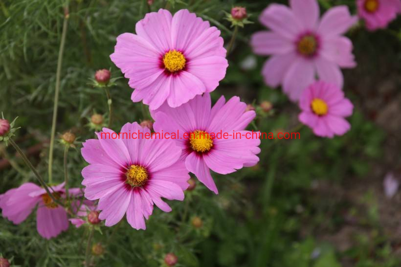 Coreopsis Seeds Pot Flower for Planting