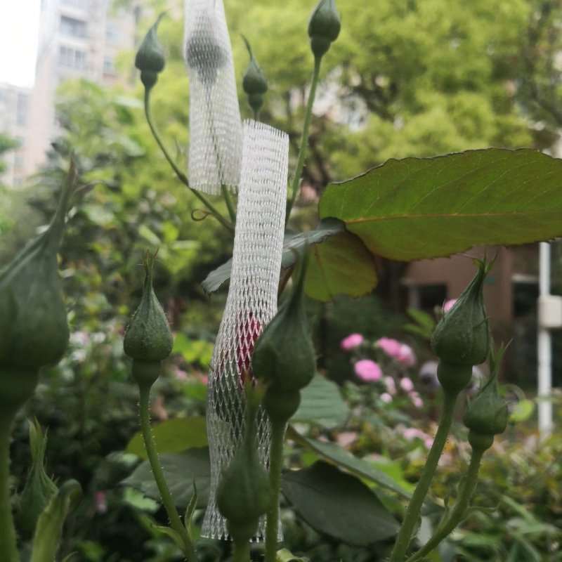 Сетка для защиты роз от вредителей и солнца