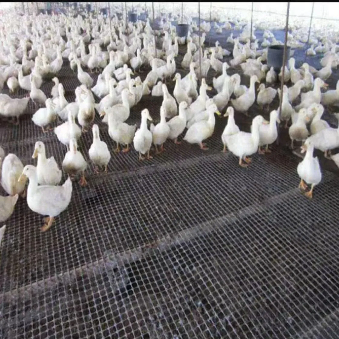 Breeding Farm Various Specifications Fences Nylon Mesh