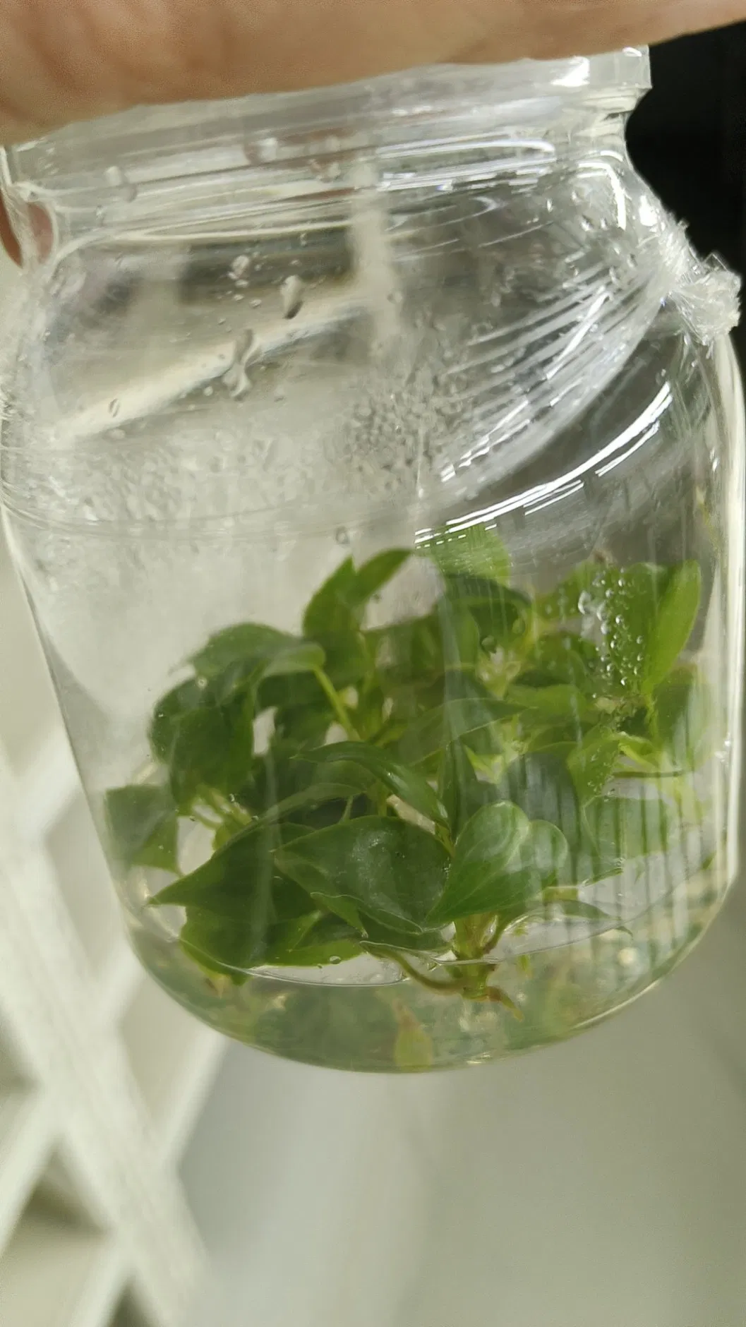 Philodendron Billietiae Tissue Culture Live Plants Plugs