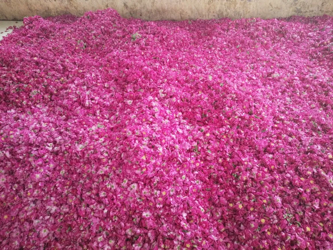 High Quality Rose Essential Oil