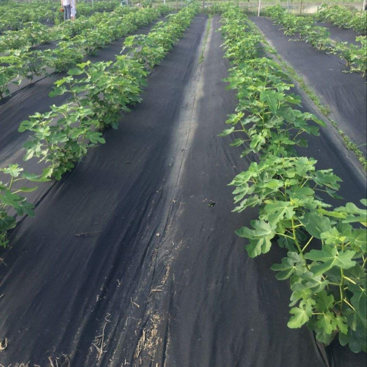 PP Woven Ground Cover Weed Barrier Landscape Fabric for Garden Farm Weed Control