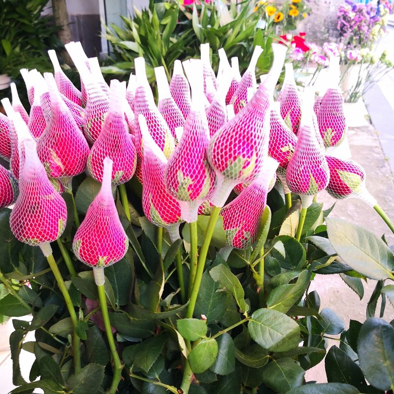 Защитная сетка для бутонов роз