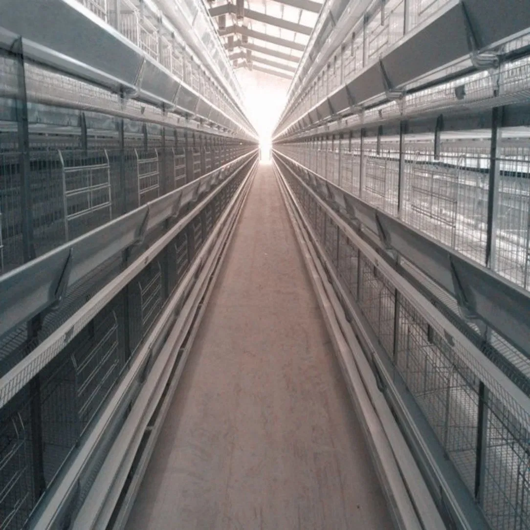 Poultry Equipment H Type Broiler Cage with Manure Drying System