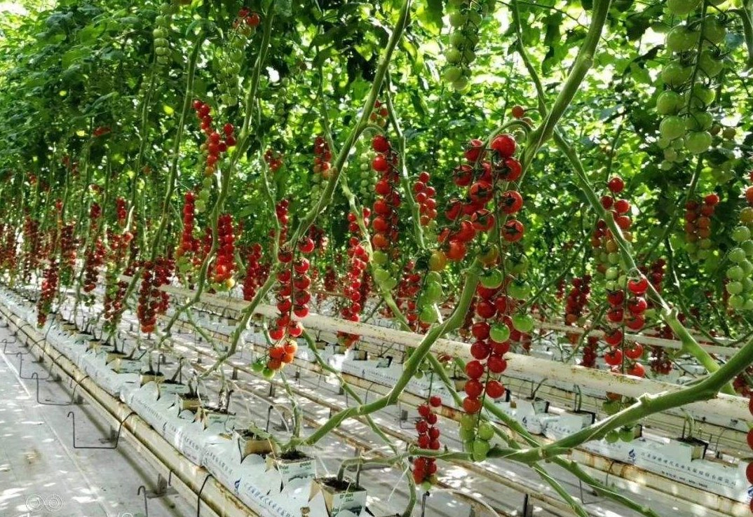 Soilless Substrate Culture Coco Peat Grow Bag Manufacturer for Tomato