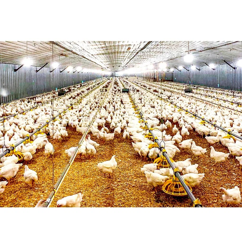 Layer Egg Chicken Cage for Chicken Farm Design Poultry House