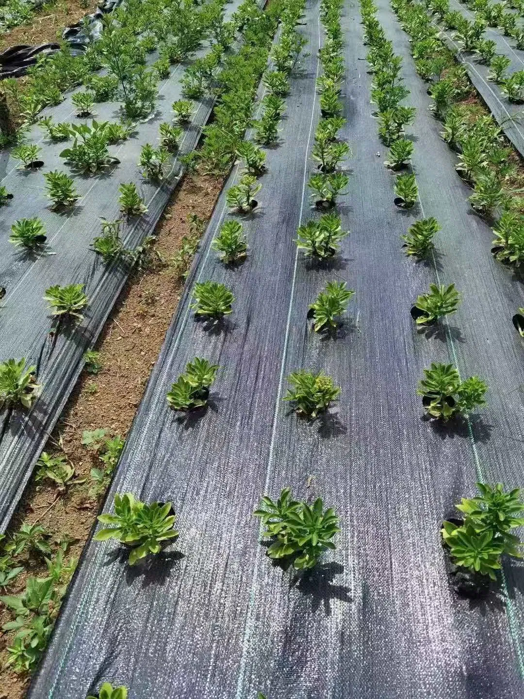 Premium PP/PE Ground Cover for Effective Weed Control