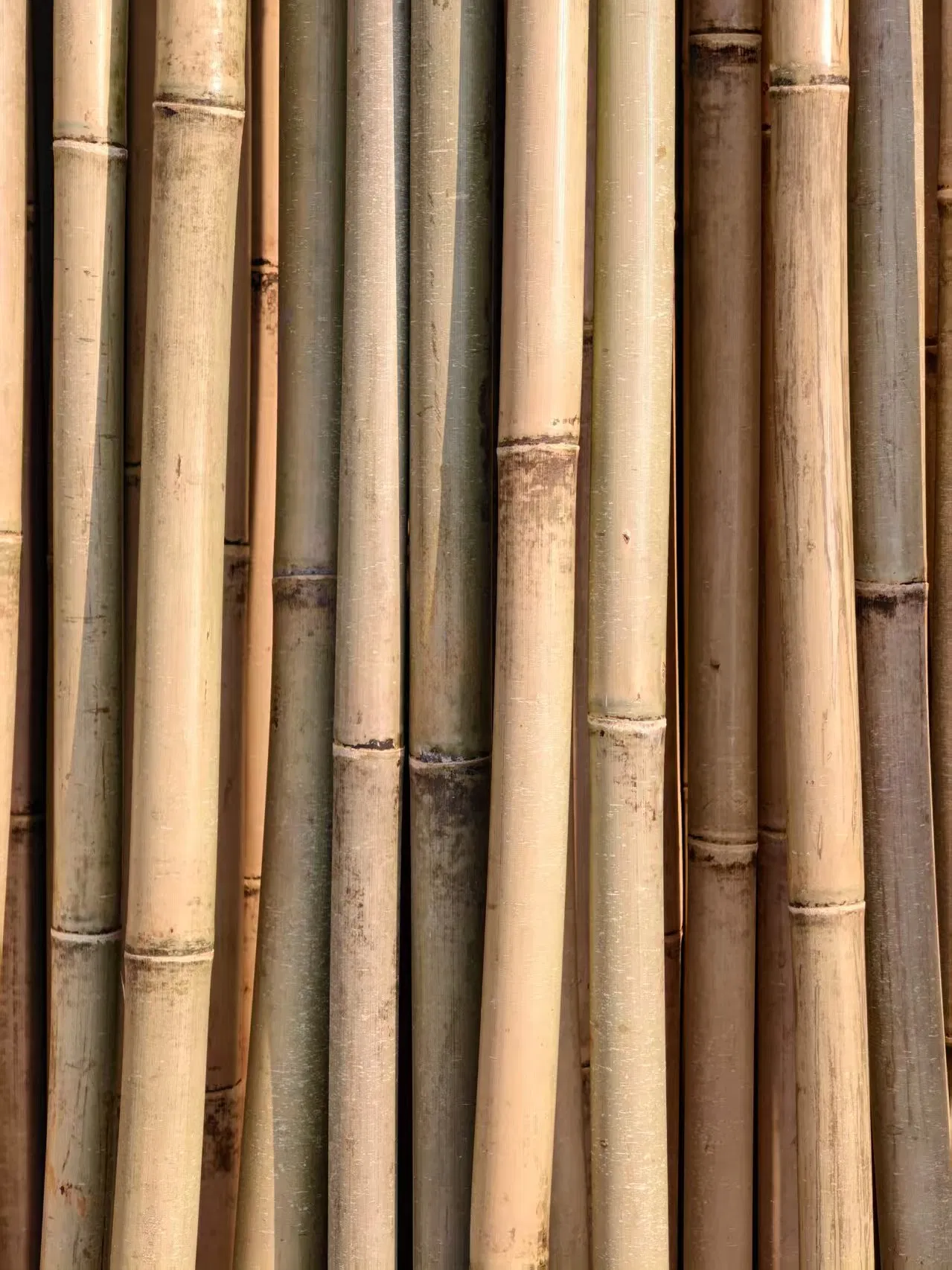 High Quality Nature Bamboo Cane Stake Dia. 20-22mm X 180cm for Plants Grow and Decorative