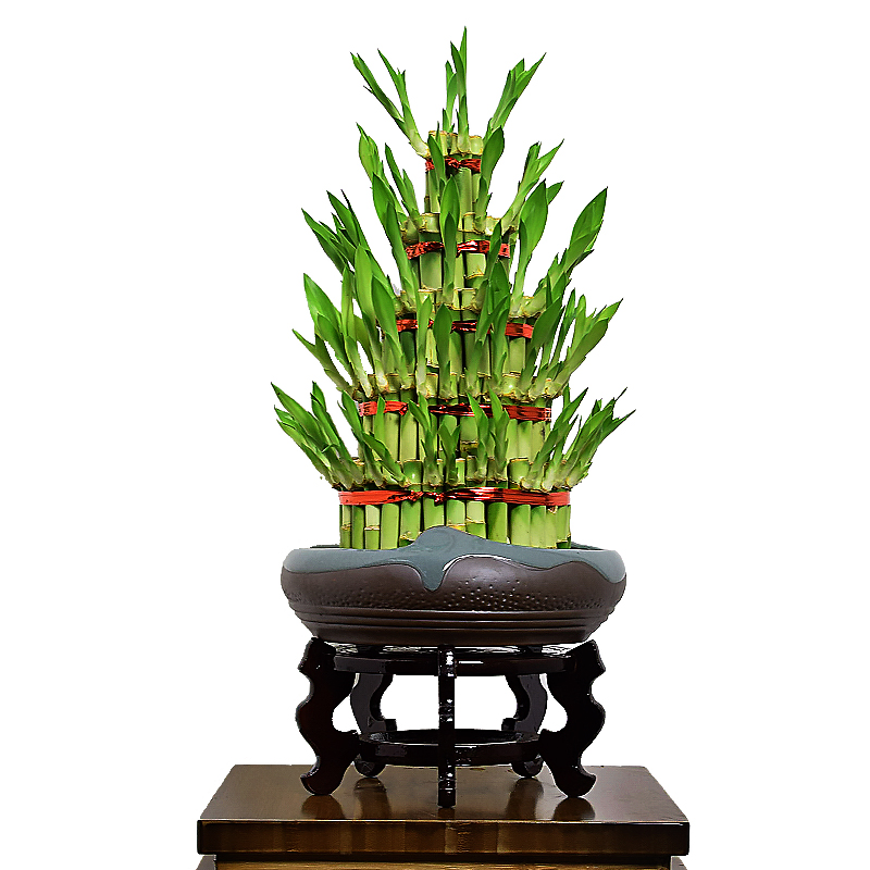 Indoor Chinese Bamboo Plant Factory Decoration Five Tower Lucky Bamboo Nursery