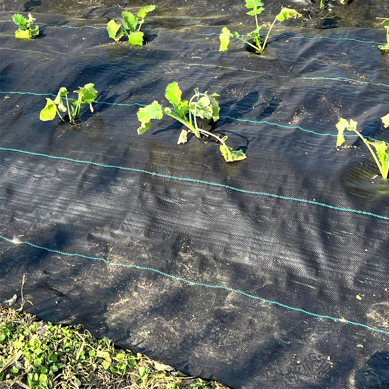 UV Stabilized Agricultural Anti-Aging Green Industrial Fabric PP Woven Ground Cover