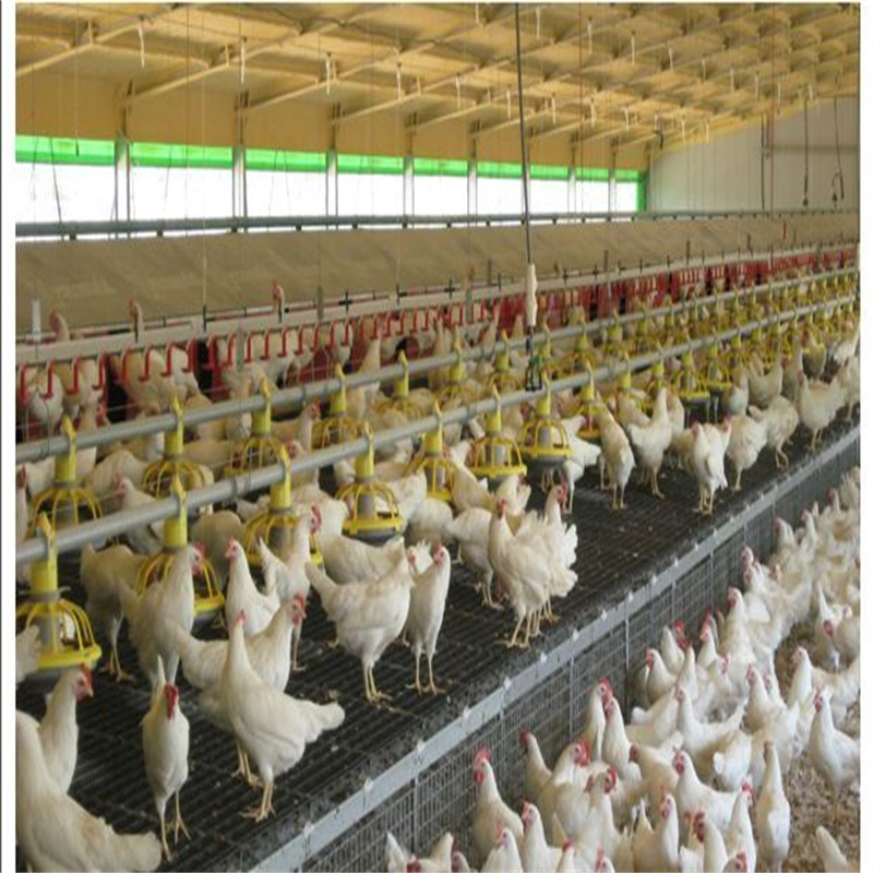 Prefabricated Steel Structure Building Poultry House Shed for Layer Broiler Farm