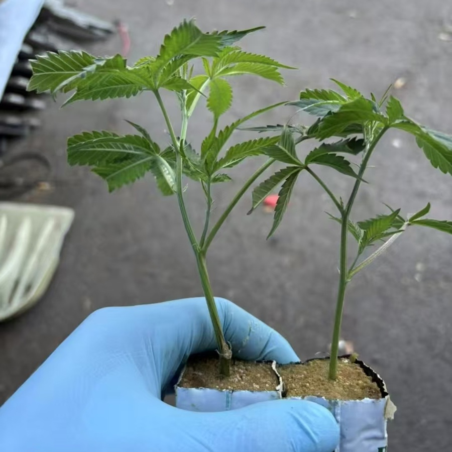 Plants Cloning Seed Growing Media Rock Wool Hydroponic Medium Grow Cube Plugs