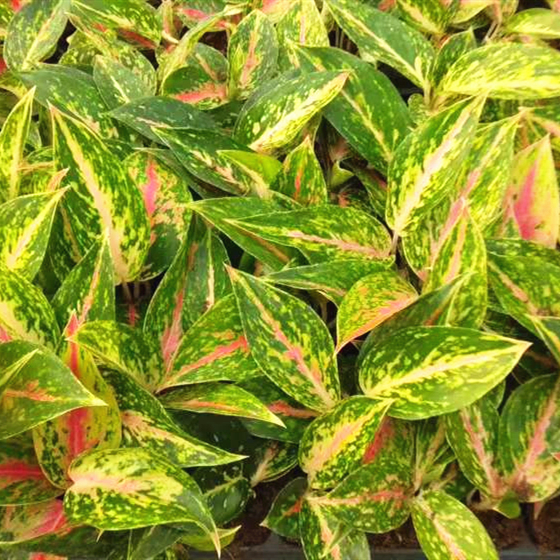 Aglaonema Indoor Seedling Plants Plug Plants Wholesale Nursery Live Plants