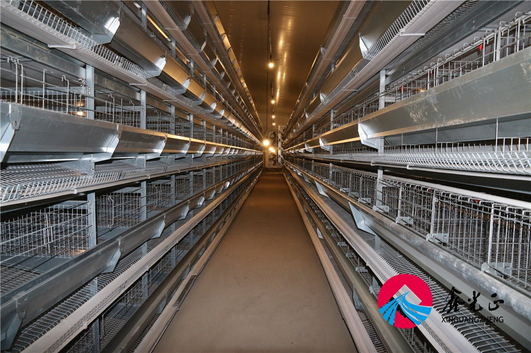 Spacious Durable Steel Chicken House for Optimal Egg Production