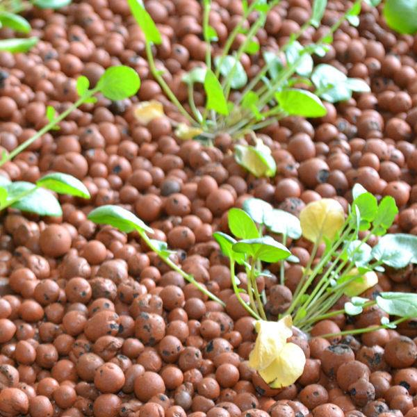 Expanded Clay Aggregate Leca Clay Balls for Aquaponic System
