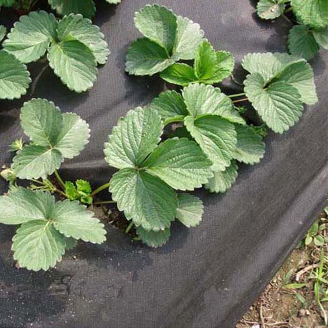 High-Strength Breathable Spunbond Mat for Plant Beds