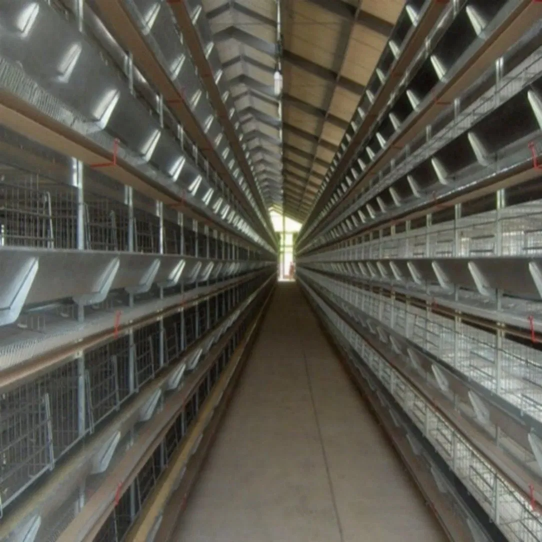 Poultry Equipment H Type Broiler Cage with Manure Drying System