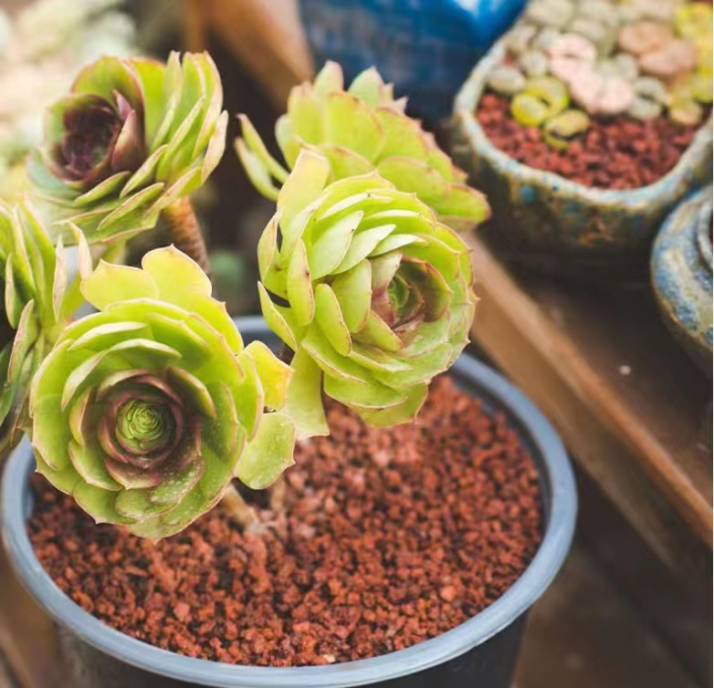 Flower Pot Bonsai Pot Volcanic Rocks Lava Rock Stone China Volcan Rock