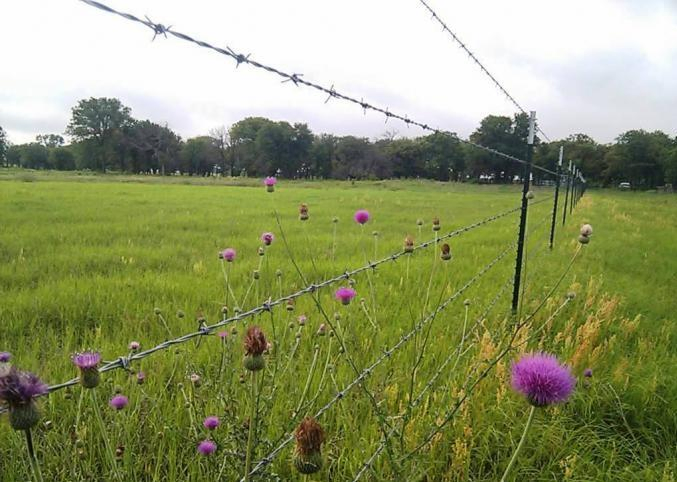 Factory Sales Barbed Steel Fencing Wire with Plastic Handle