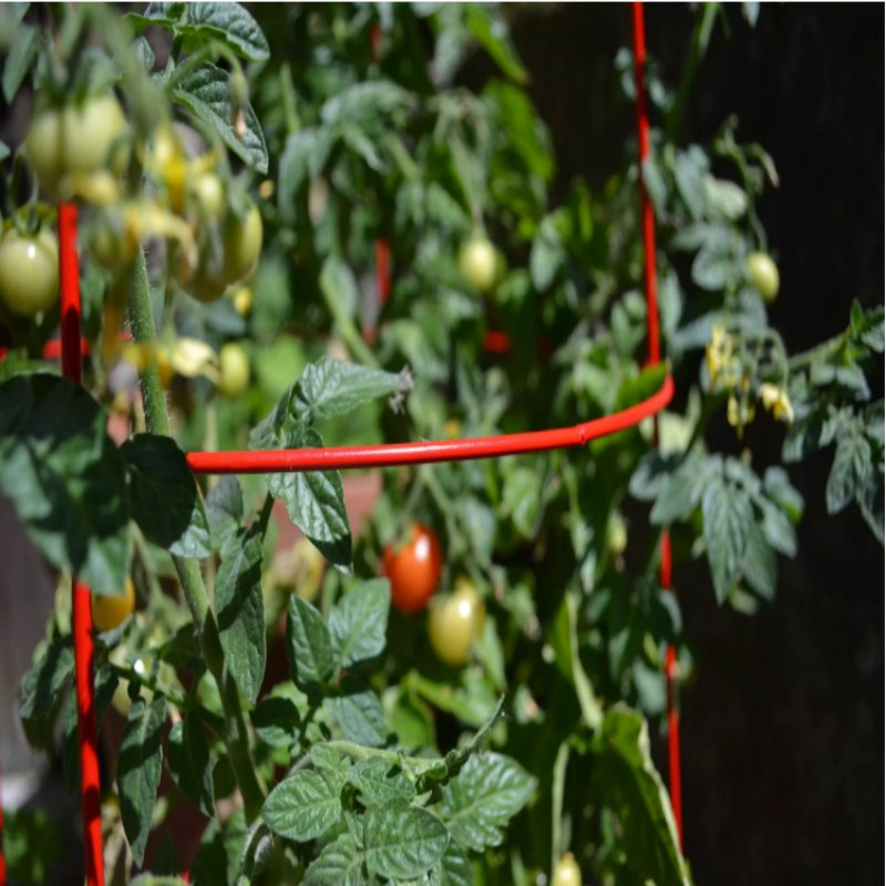 Wire Frame Tomato Stakes Factory