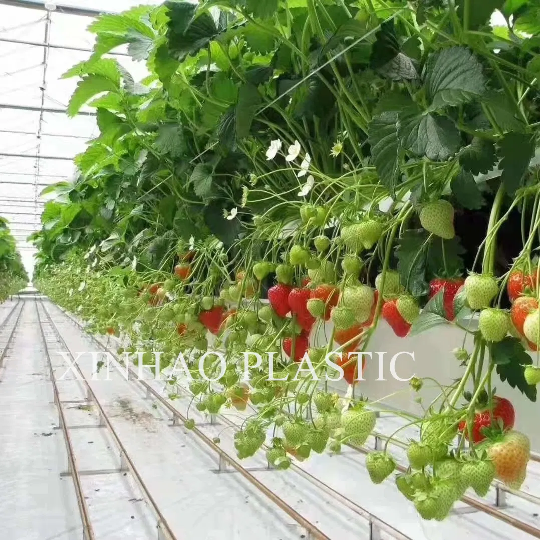 White Weed Mat Reflective Ground Cover Fabric Reflect Light White Cloth for Greenhouse Orchard