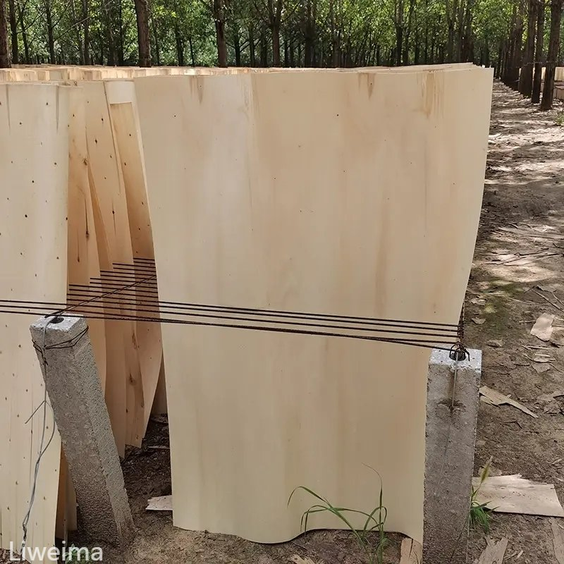 Hot Sale Natural White Birch Veneer Lwm-BV-02