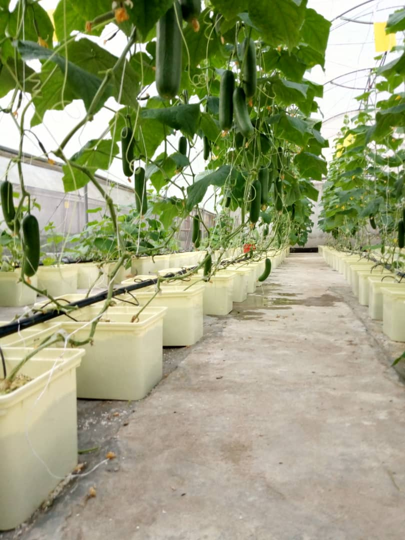 Greenhouse Tomato Vine Vegetable Hydroponic Bucket Barrel Planting Growing Systems for Vegetables