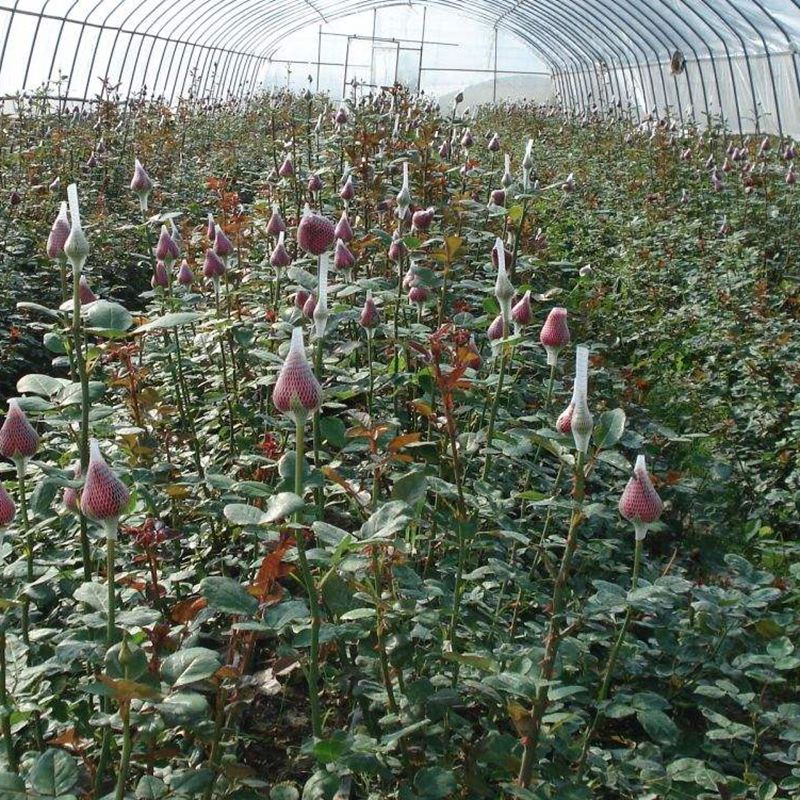 Защитная сетка для бутонов роз