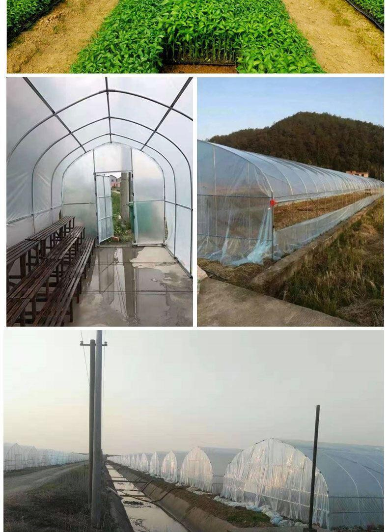 Sunlight Tunnels Plastic Film Greenhouse Single Tunnel Green House