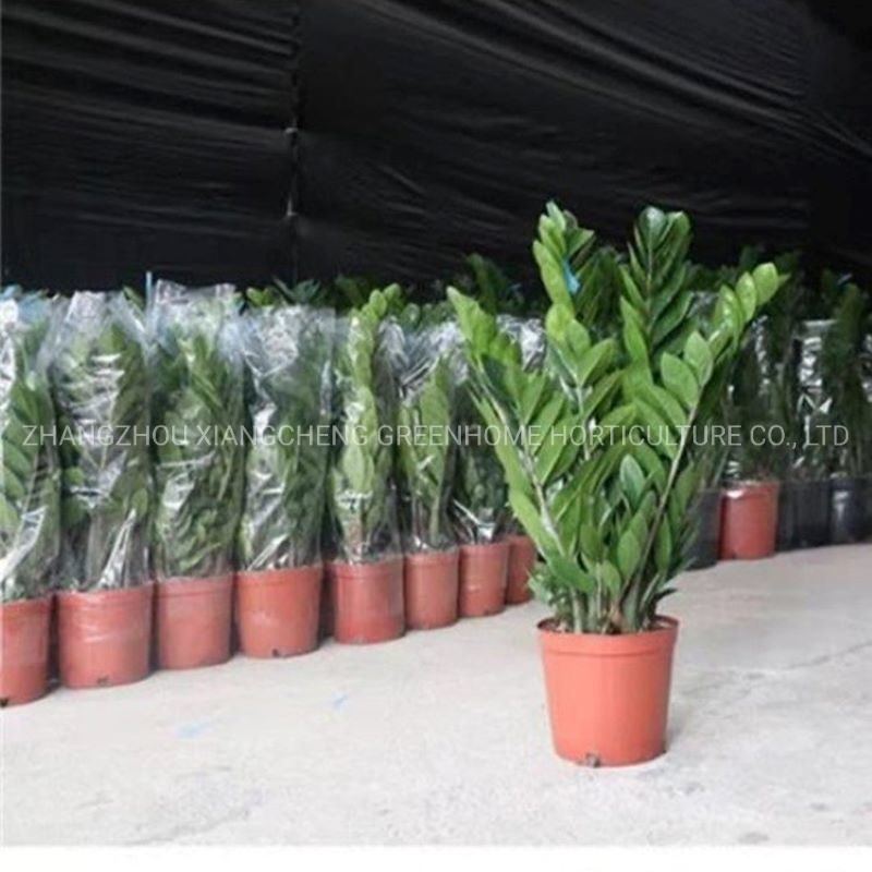 Beautiful Zz Plant Zamioculcas Zamiifolia Green Live Plant