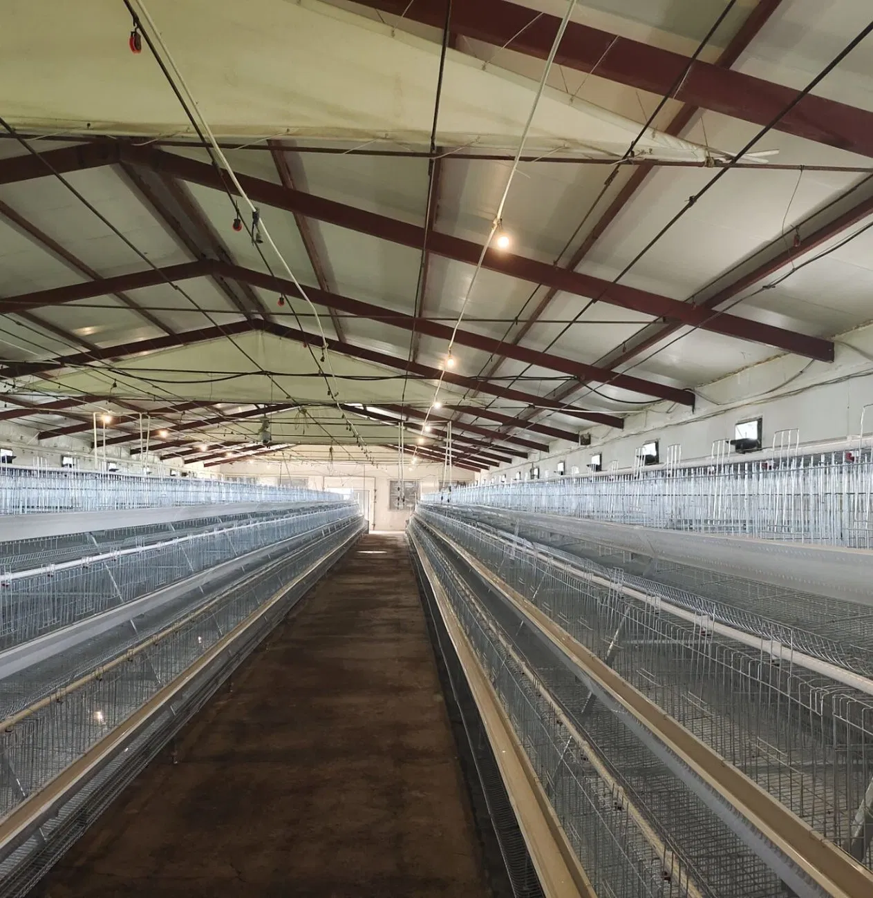 a-Type Cage Egg Breeding with Automatic Machine System