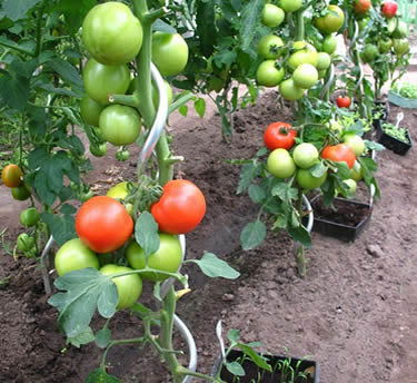 180 Cm Height Galvanized Spiral Tomato Stake