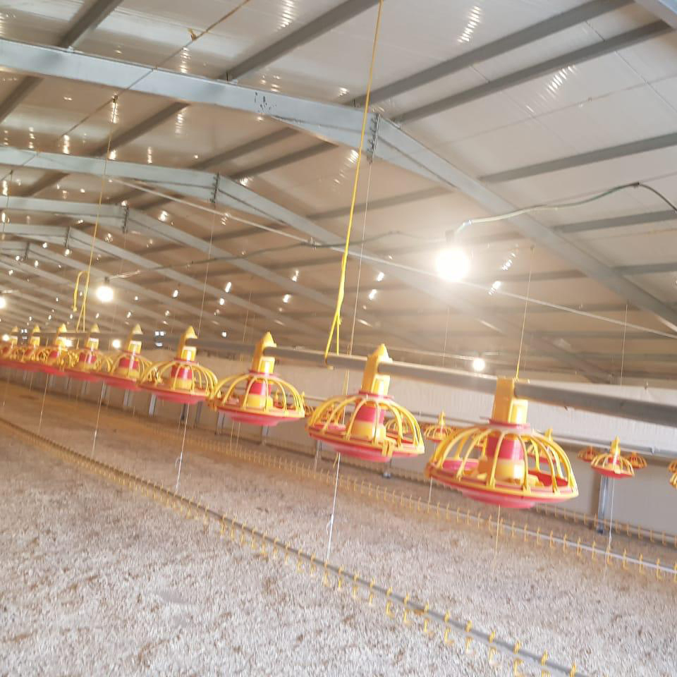 Steel Structure Building for Layer and Broiler Chicken Farm Low Cost